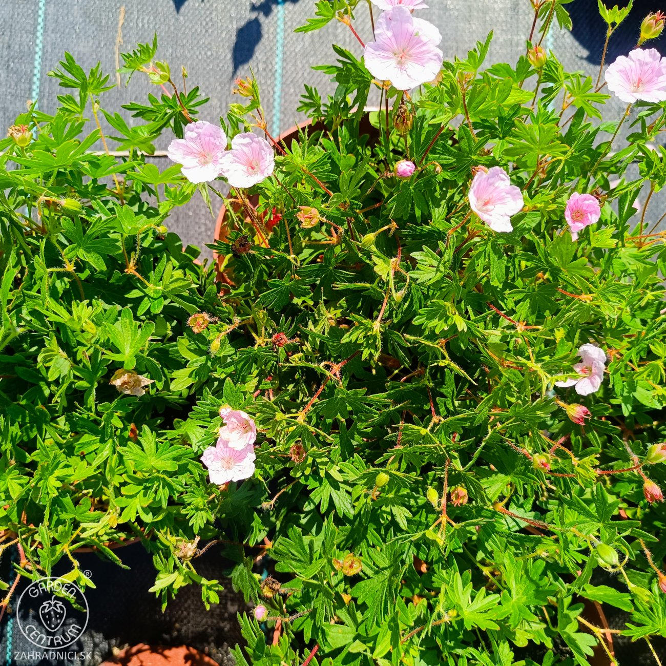 Obrázok Pakost kantabrijský (Geranium × cantabrigiense) ‘BIOKOVO’ - výška-10 cm, priemer-10-20cm, kont. C2L
